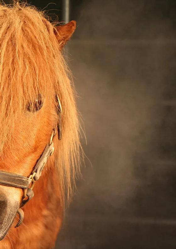 Salzgrotte - mehr als nur eine Solekammer 